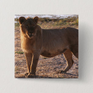 Badge Carré 5 Cm Tau, Lion, Photo