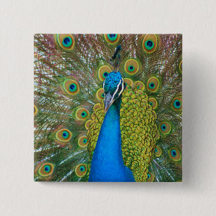 Badge Carré 5 Cm Tête bleue Peacock avec et des plumes de queue col