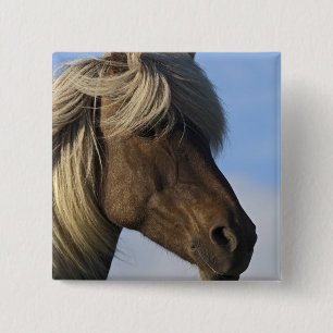 Badge Carré 5 Cm Tête de cheval islandais, Islande