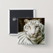 Badge Carré 5 Cm Tigre blanc (Devant & derrière)