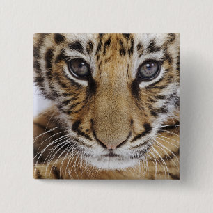Badge Carré 5 Cm Tigre CUB