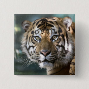 Badge Carré 5 Cm Tigre de Sumatra mâle (Panthera tigris sumatrae)