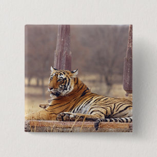 Badge Carré 5 Cm Tigre du Bengale royal au cénotaphe,