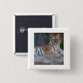 Badge Carré 5 Cm Tigres du Bengale (Devant & derrière)