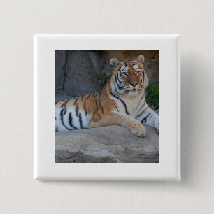 Badge Carré 5 Cm Tigres du Bengale