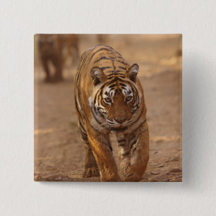Badge Carré 5 Cm Tigres royaux du Bengale sur la piste, Ranthambhor