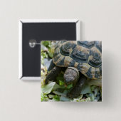 Badge Carré 5 Cm Tortue mûre (Devant & derrière)