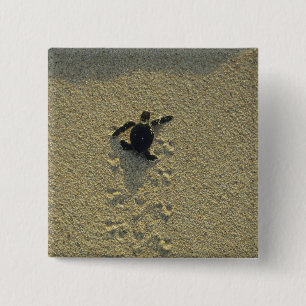 Badge Carré 5 Cm Tortue verte, (Chelonia mydas), nouveau-né