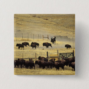 Badge Carré 5 Cm Tour de la chaîne de bisons du Montana