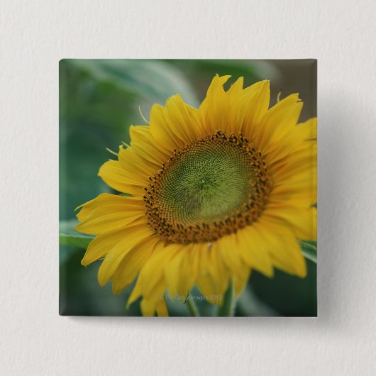 Badge Carré 5 Cm Tournesol (Devant)