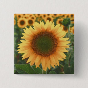 Badge Carré 5 Cm Tournesols