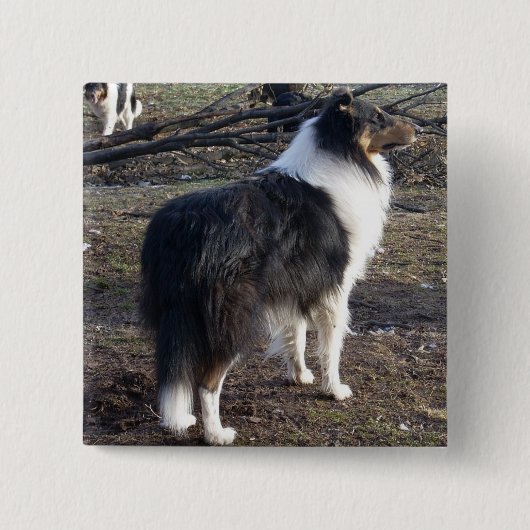 Badge Carré 5 Cm Tri-color Rough Collie (Devant)