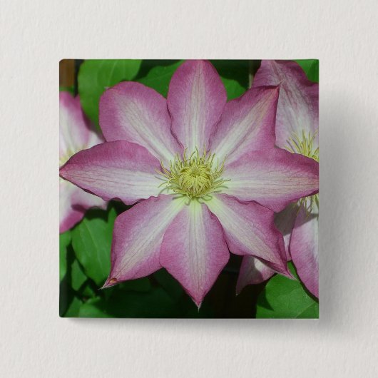 Badge Carré 5 Cm Trio de Clematis Pink and White Spring Vine (Devant)