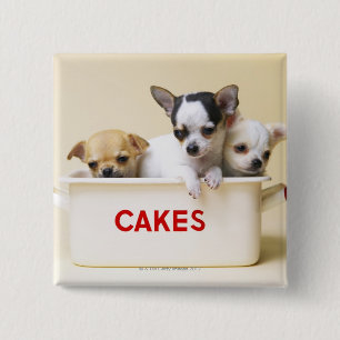 Badge Carré 5 Cm Trois chihuahua chippies en boîte à gâteau