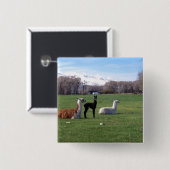 Badge Carré 5 Cm Trois lamas dans le domaine (Devant & derrière)