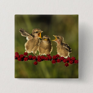 Badge Carré 5 Cm Trois oiseaux de Schach de Lanius de bébé