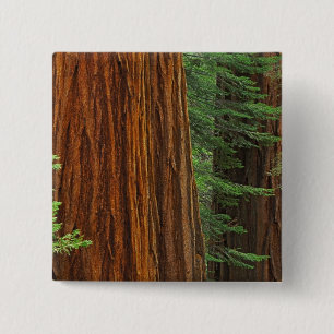 Badge Carré 5 Cm troncs de Séquoia géant en forêt, Yosemite