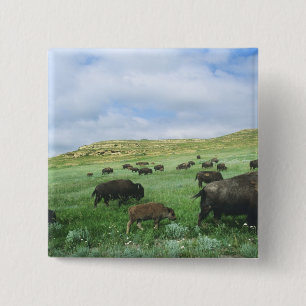 Badge Carré 5 Cm Troupeau de bisons broutant l'herbe de la prairie