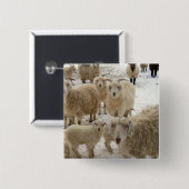 Badge Carré 5 Cm Troupeau des chèvres (Devant & derrière)