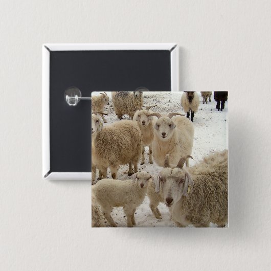 Badge Carré 5 Cm Troupeau des chèvres (Devant & derrière)