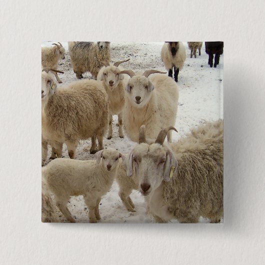 Badge Carré 5 Cm Troupeau des chèvres (Devant)