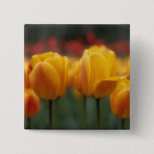 Badge Carré 5 Cm Tulipes 2 (Devant)