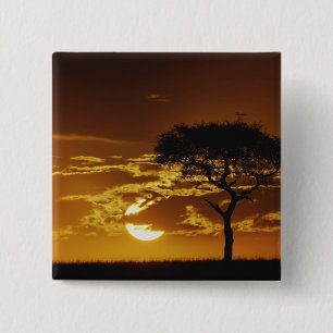 Badge Carré 5 Cm Umbrella Thorn Acacia, Acacia tortilis,