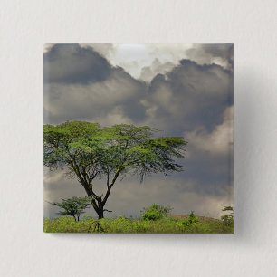 Badge Carré 5 Cm Umbrella Thorn Acacia, Acacia tortilis et 2