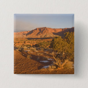 Badge Carré 5 Cm Un arbre de l'Utah Juniper Juniperus osteosperma) 