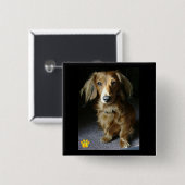 Badge Carré 5 Cm Un bouton distingué de teckel (Devant & derrière)