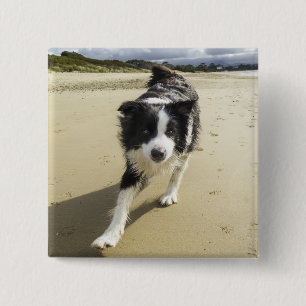 Badge Carré 5 Cm Un chien de border collie fonctionnant sur la