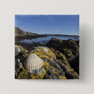 Badge Carré 5 Cm Un coquillage se repose sur une roche Dumfries,