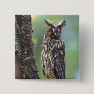 Badge Carré 5 Cm Un hibou moyen-duc perché sur une branche d'arbre