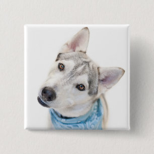 Badge Carré 5 Cm Un mélange sibérien d'Husky se tortille la tête