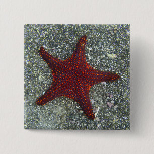 Badge Carré 5 Cm Une étoile de mer rouge Galapagos, Equador