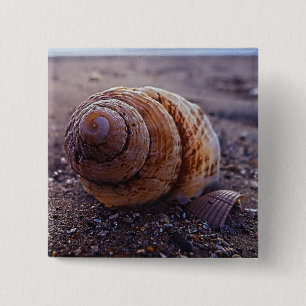 Badge Carré 5 Cm Une macro vue de Shell en spirale