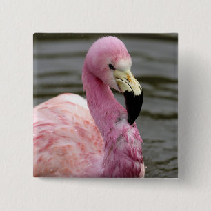 Badge Carré 5 Cm Une photo captive d'un Flamant des Andes
