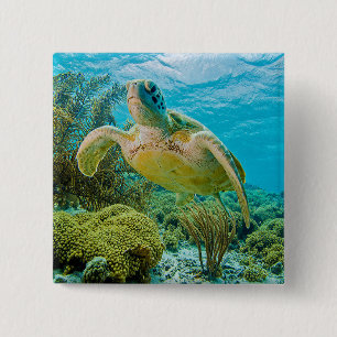 Badge Carré 5 Cm Une tortue verte sur les récifs peu profonds de