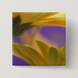 Badge Carré 5 Cm USA, Pennsylvanie. Filles de Gerbera jaune, près