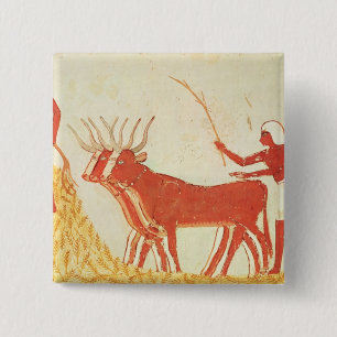 Badge Carré 5 Cm Utilisant des vaches pour piétiner le blé