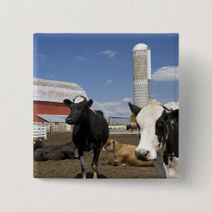 Badge Carré 5 Cm Vaches devant une grange rouge et un silo dans une