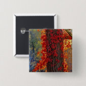 Badge Carré 5 Cm Virginia Creeper rouge vif en automne à (Devant & derrière)