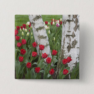 Badge Carré 5 Cm WA, vallée de Skagit, jardin de tulipes Roozengaar