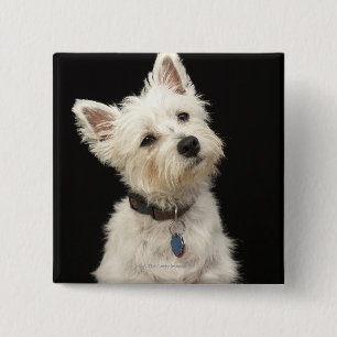 Badge Carré 5 Cm Westie (terrier des montagnes occidental) avec le