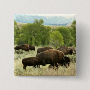 Badge Carré 5 Cm Wyoming Bison Nature Animal Photographie