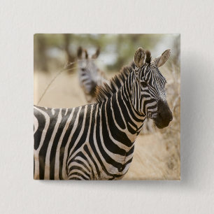 Badge Carré 5 Cm Zèbre dans le parc national de Meru, Kenya.