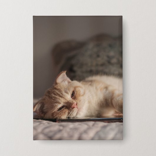 Badge Chat, Animal De Compagnie, Kitten (Recto)