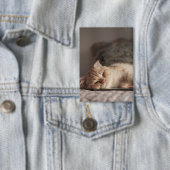 Badge Chat, Animal De Compagnie, Kitten (Insitu)