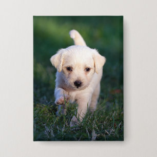 Badge Chien, Animal, Chien