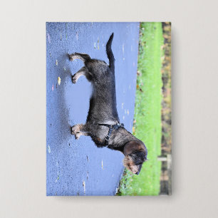 Badge dachshund à poils durs plein